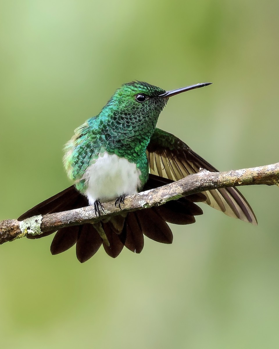 Snowy-bellied Hummingbird - ML642169943