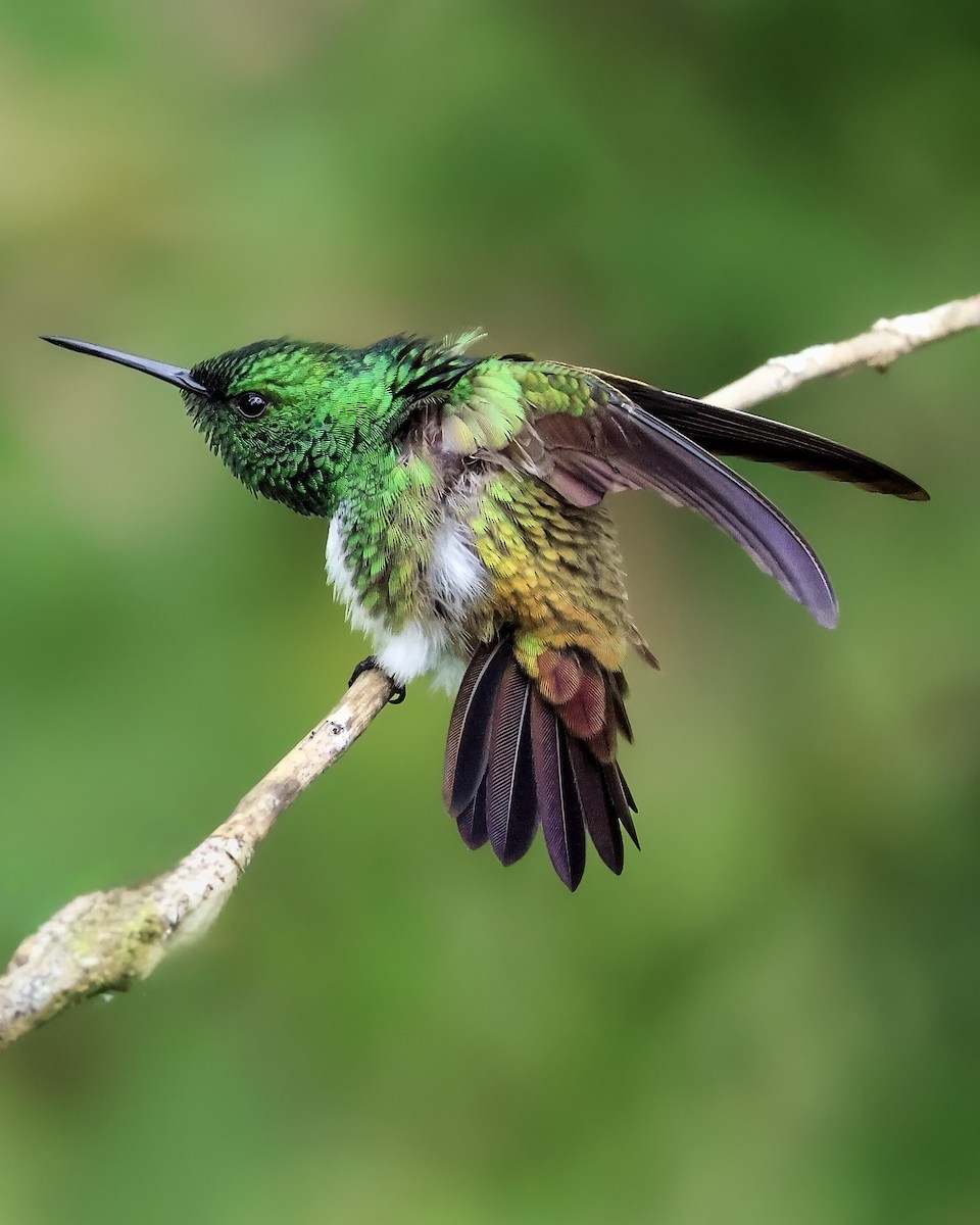 Snowy-bellied Hummingbird - ML642169944