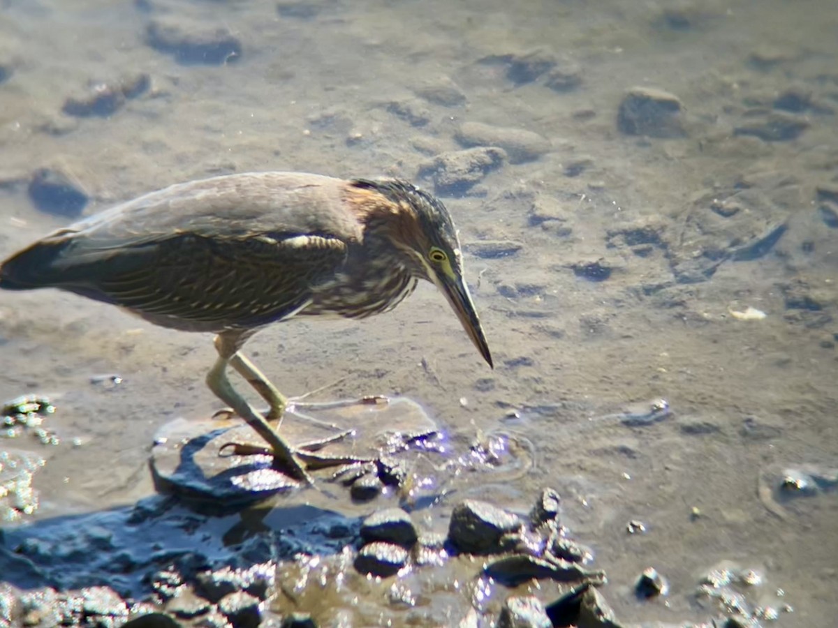 Green Heron - ML642169946