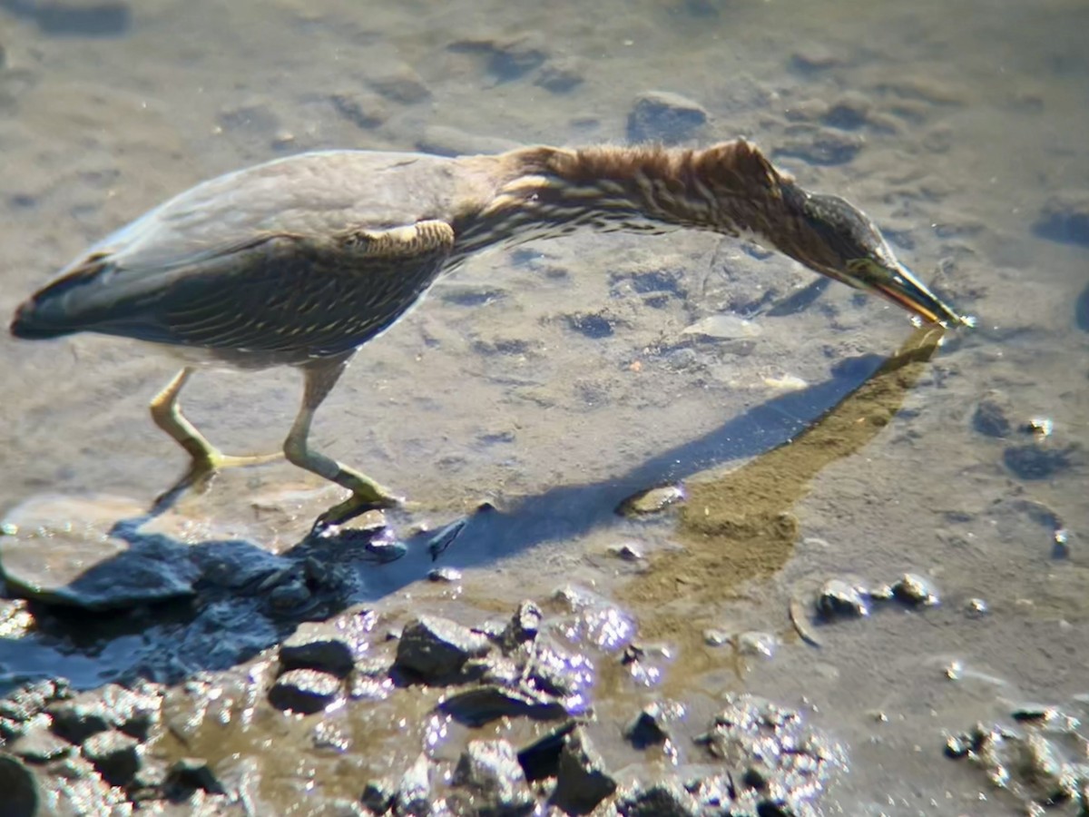 Green Heron - ML642169947