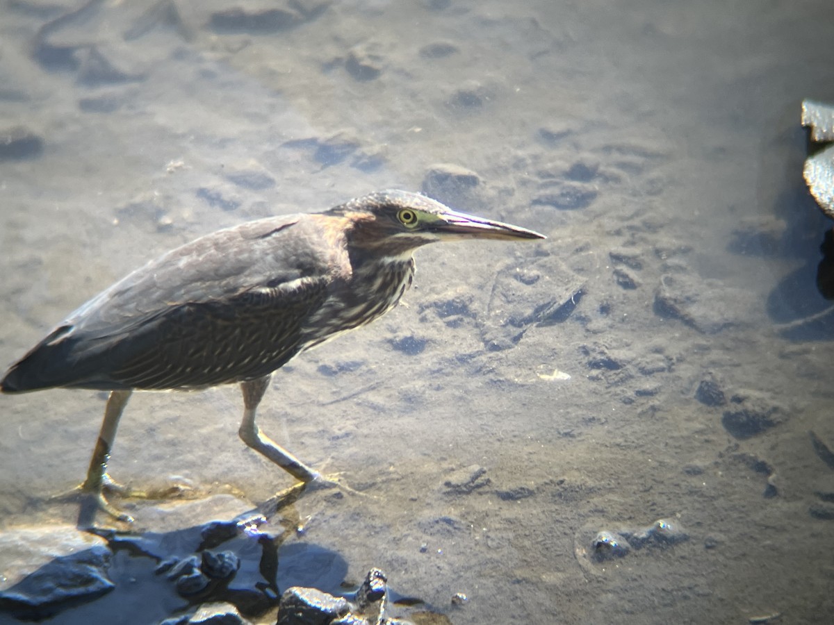 Green Heron - ML642169948