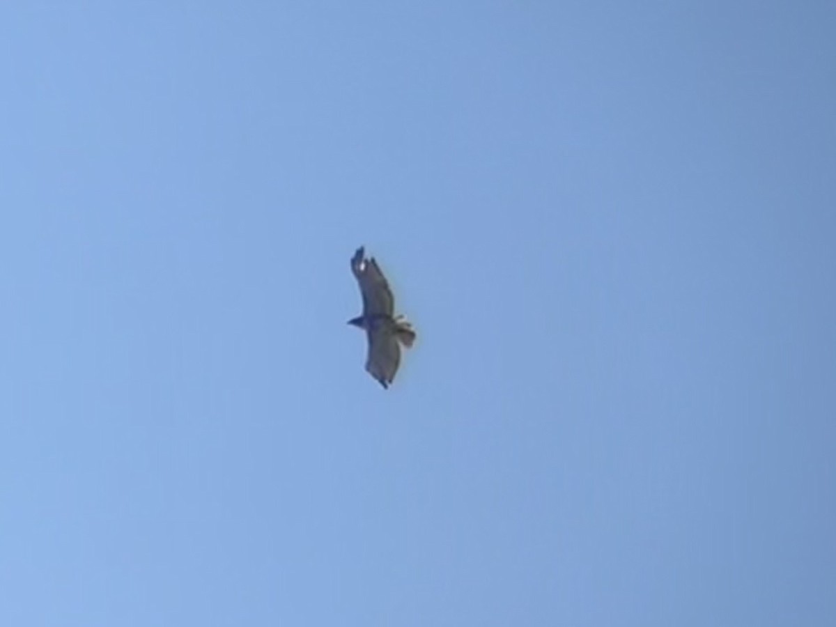 Red-tailed Hawk - ML642169960