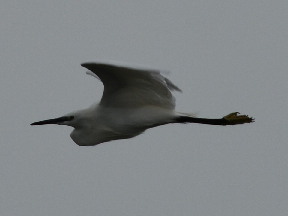 Хурган дэглий - ML642169969