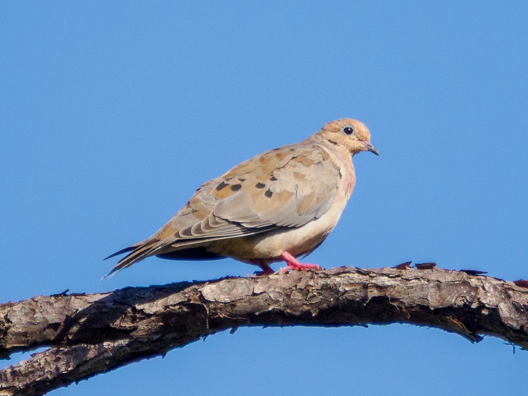 Mourning Dove - ML642169970