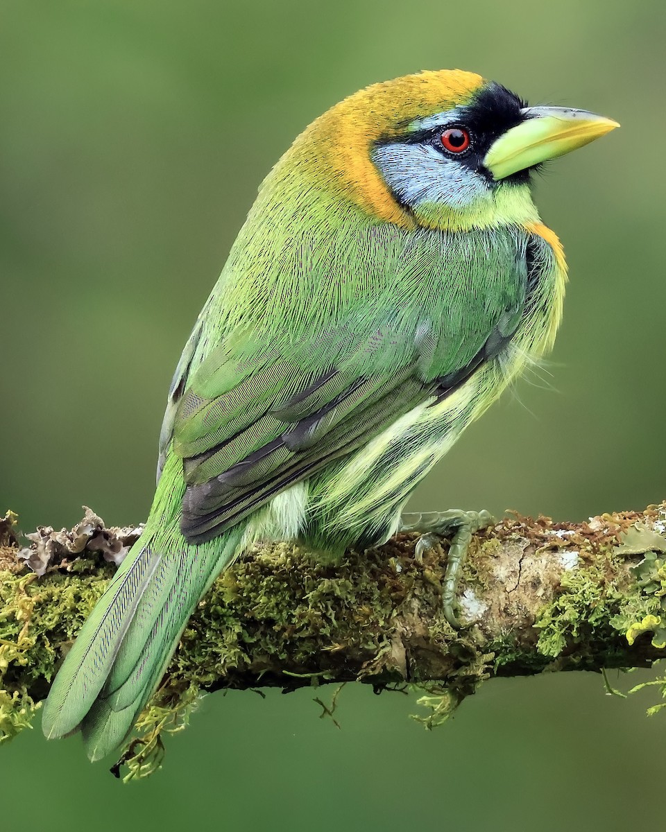 Red-headed Barbet - ML642169979