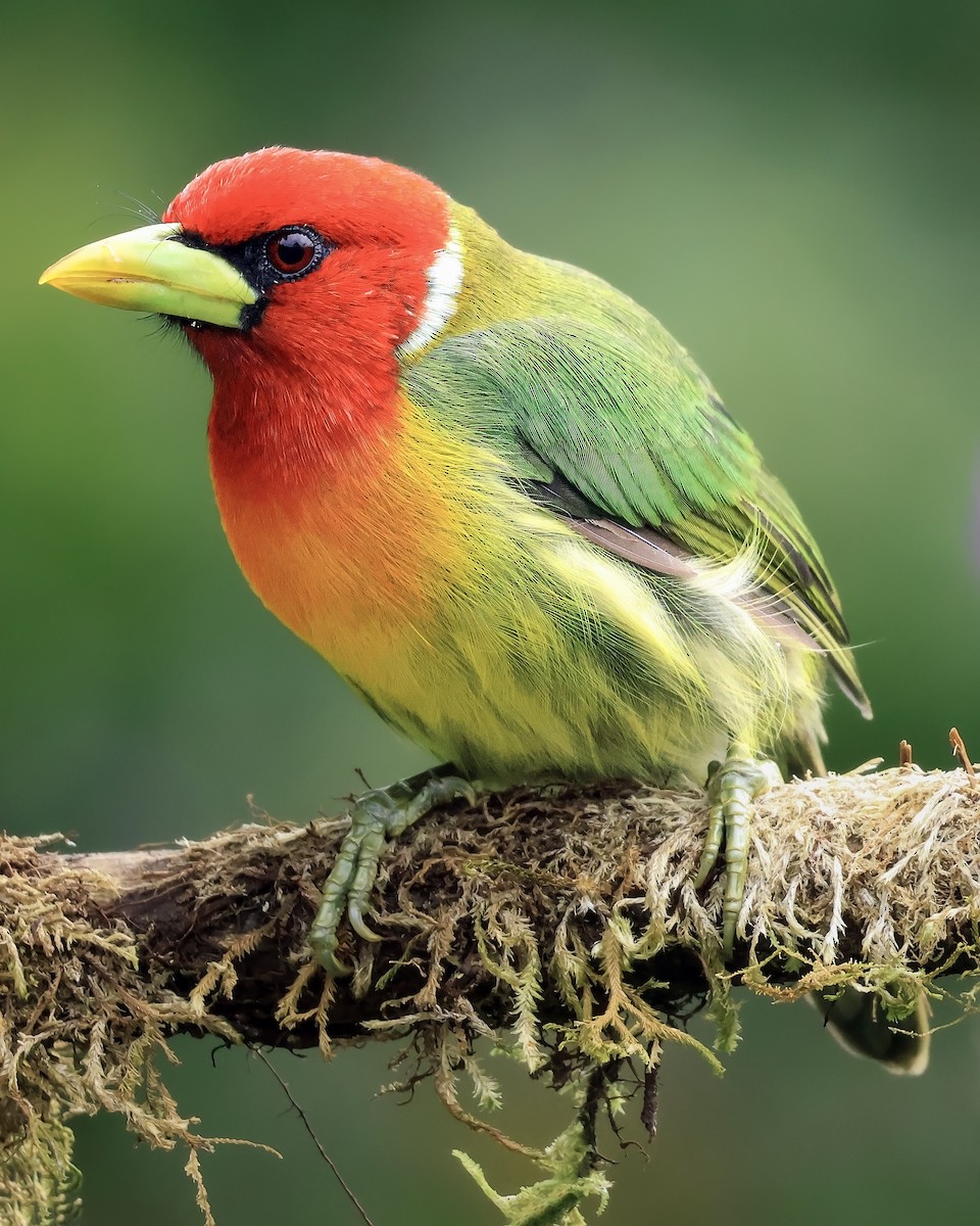 Red-headed Barbet - ML642169980