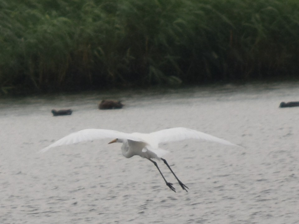 Цасч дэглий - ML642169996