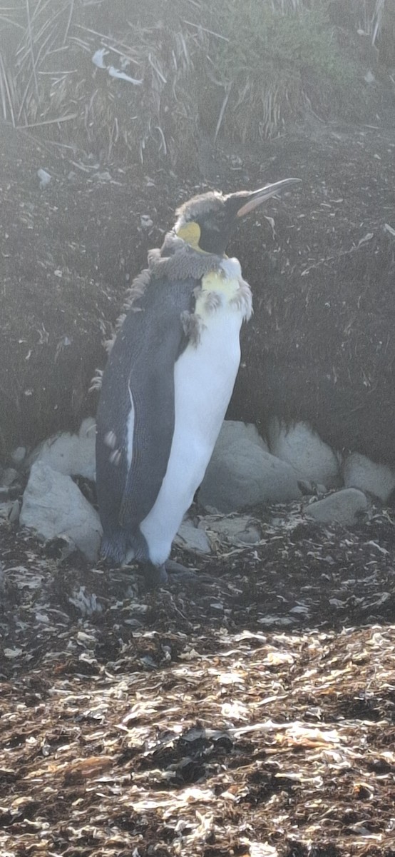 King Penguin - ML642170005