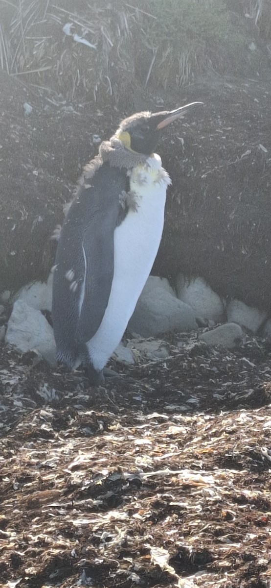 King Penguin - ML642170006