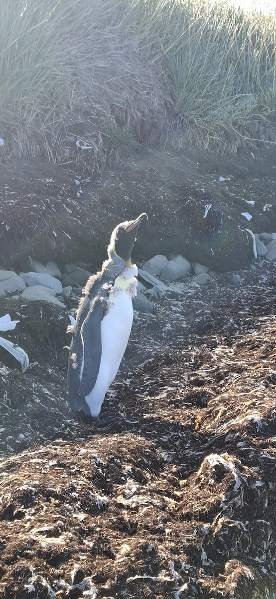 King Penguin - ML642170007
