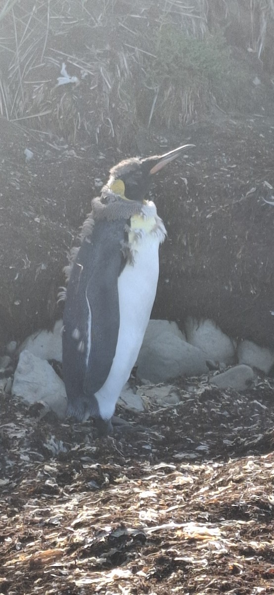 King Penguin - ML642170009