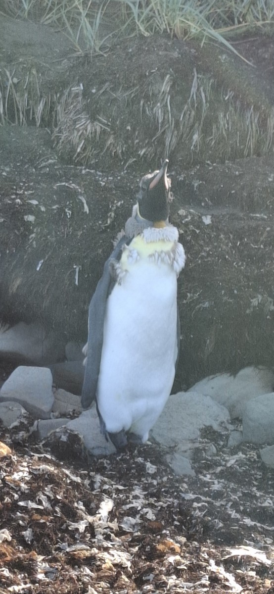King Penguin - ML642170010