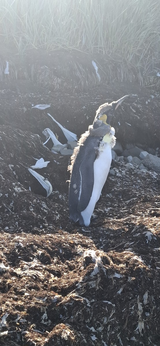 King Penguin - ML642170011