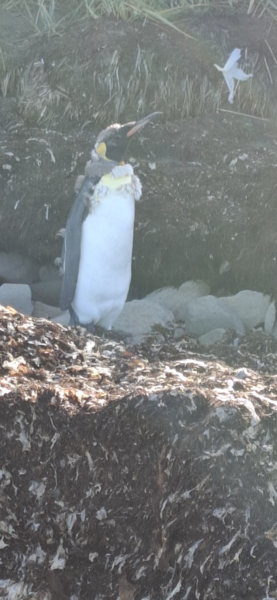 King Penguin - ML642170013