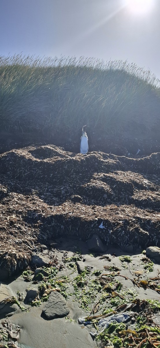 King Penguin - ML642170016
