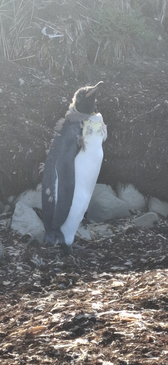 King Penguin - ML642170017
