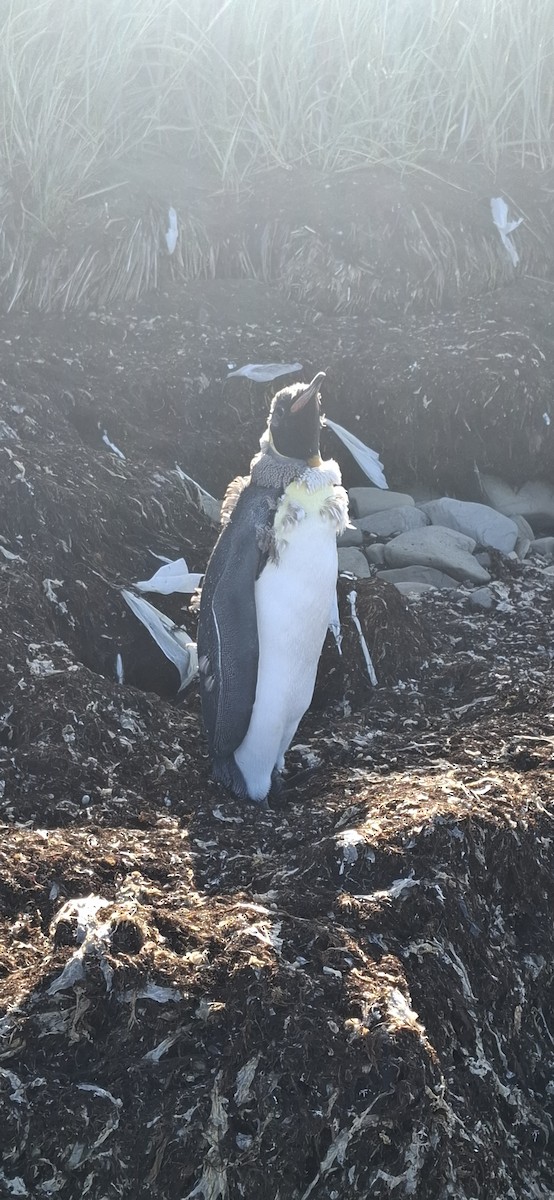King Penguin - ML642170018