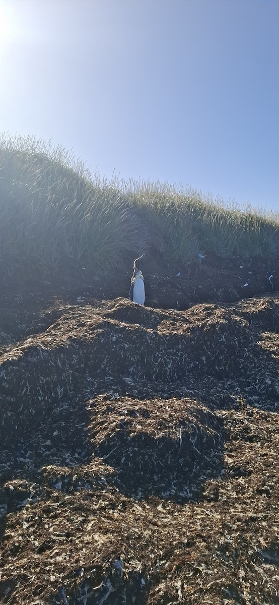 King Penguin - ML642170019