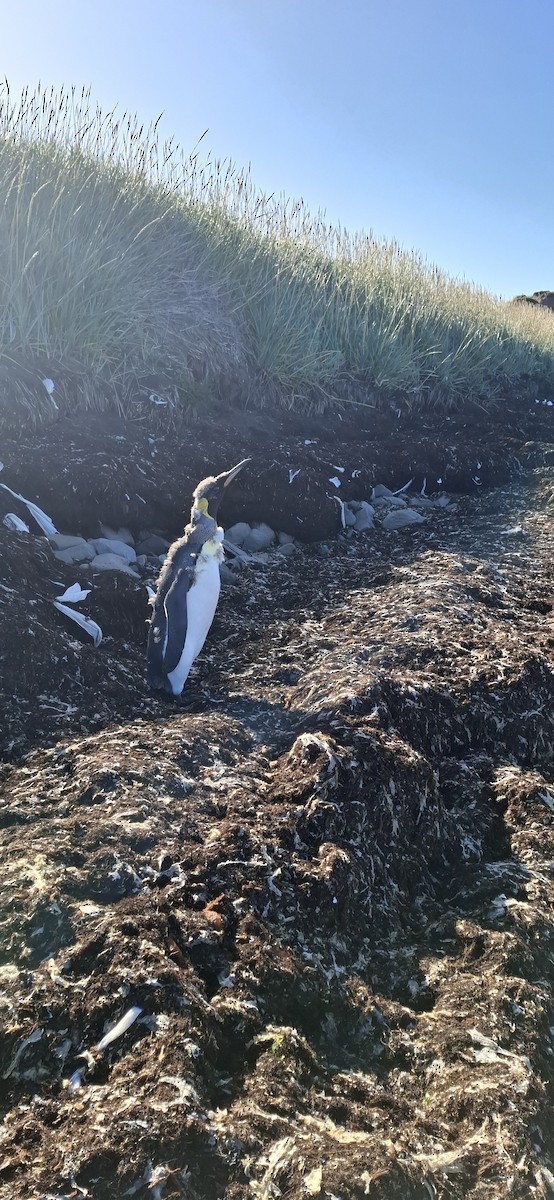 King Penguin - ML642170021