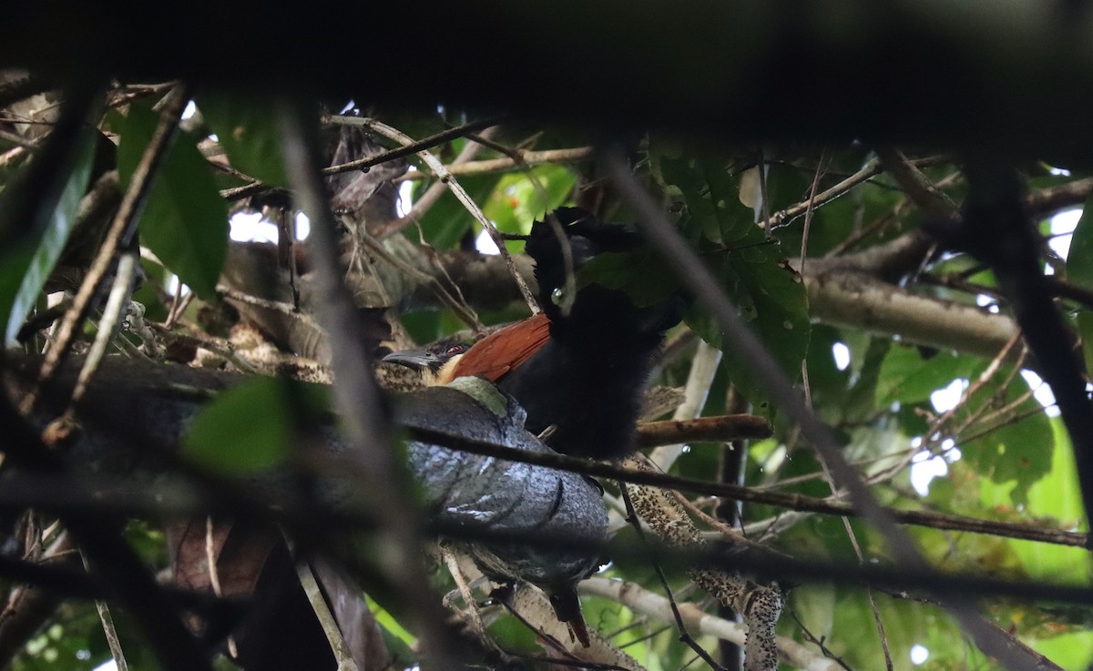 Чернолицый кукаль - ML642170051