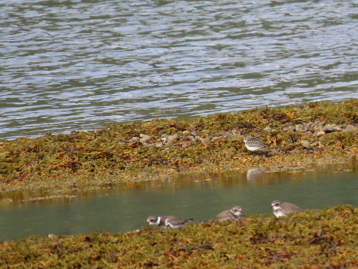 Semipalmated Sandpiper - ML642170054