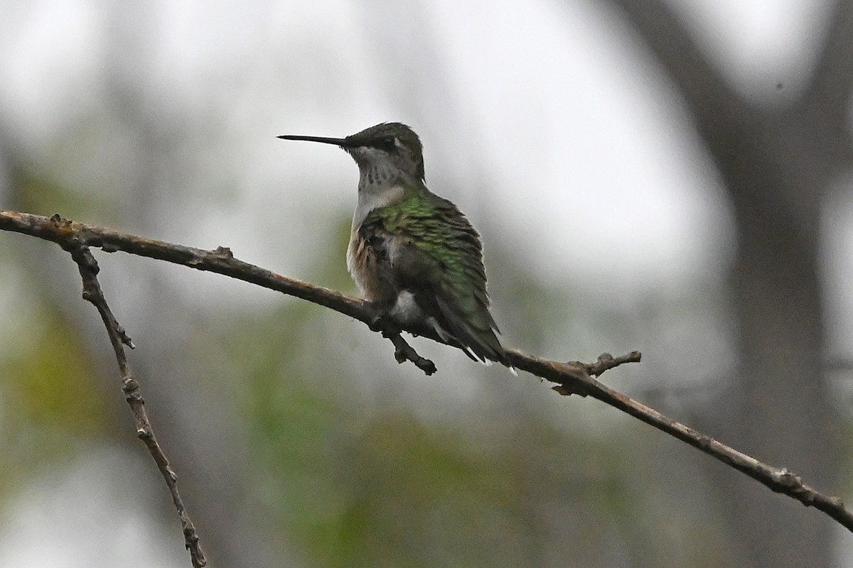 Ruby-throated Hummingbird - ML642170075