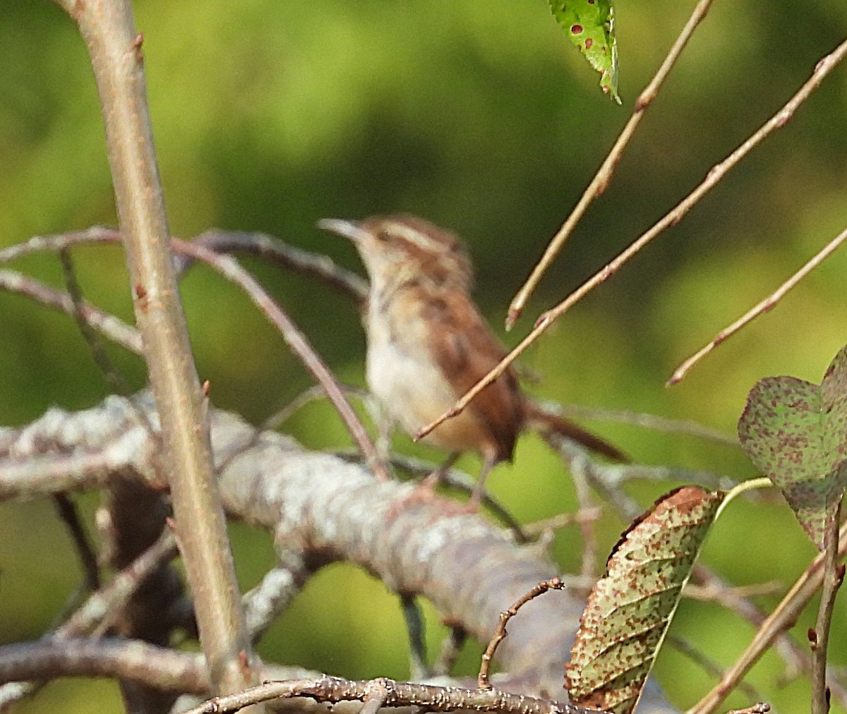eBird Checklist - 20 Sep 2025 - Devola Lock and Dam #2 - 10 species