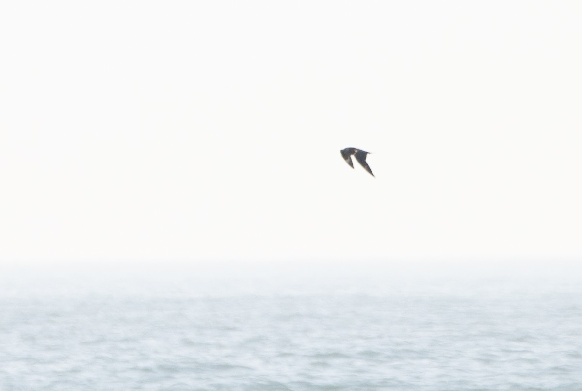 Parasitic Jaeger - ML642170088