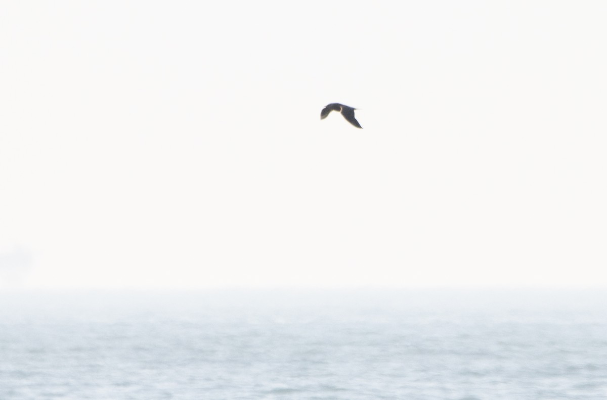 Parasitic Jaeger - ML642170090