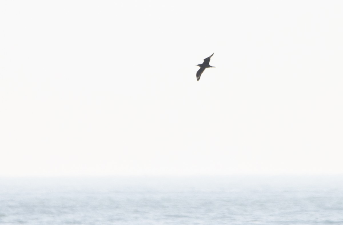Parasitic Jaeger - ML642170091