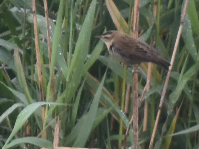 Sedge Warbler - ML642170107