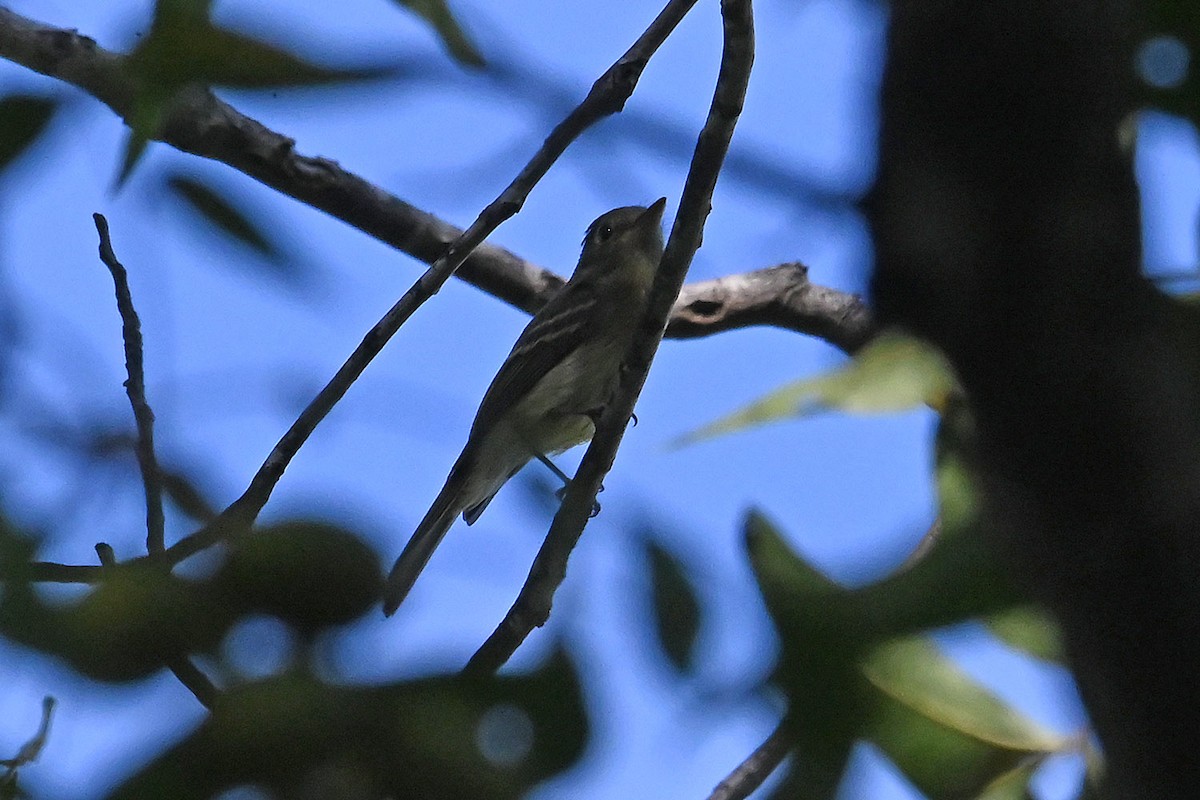 Western Flycatcher - ML642170114