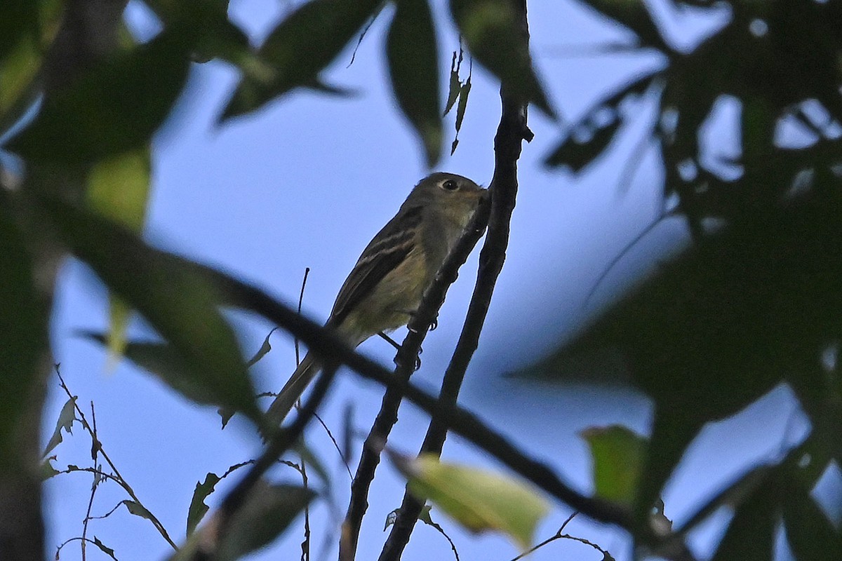 Western Flycatcher - ML642170115