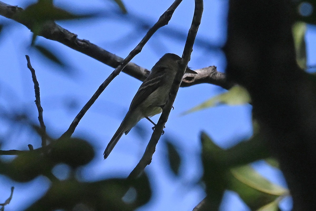 Western Flycatcher - ML642170118
