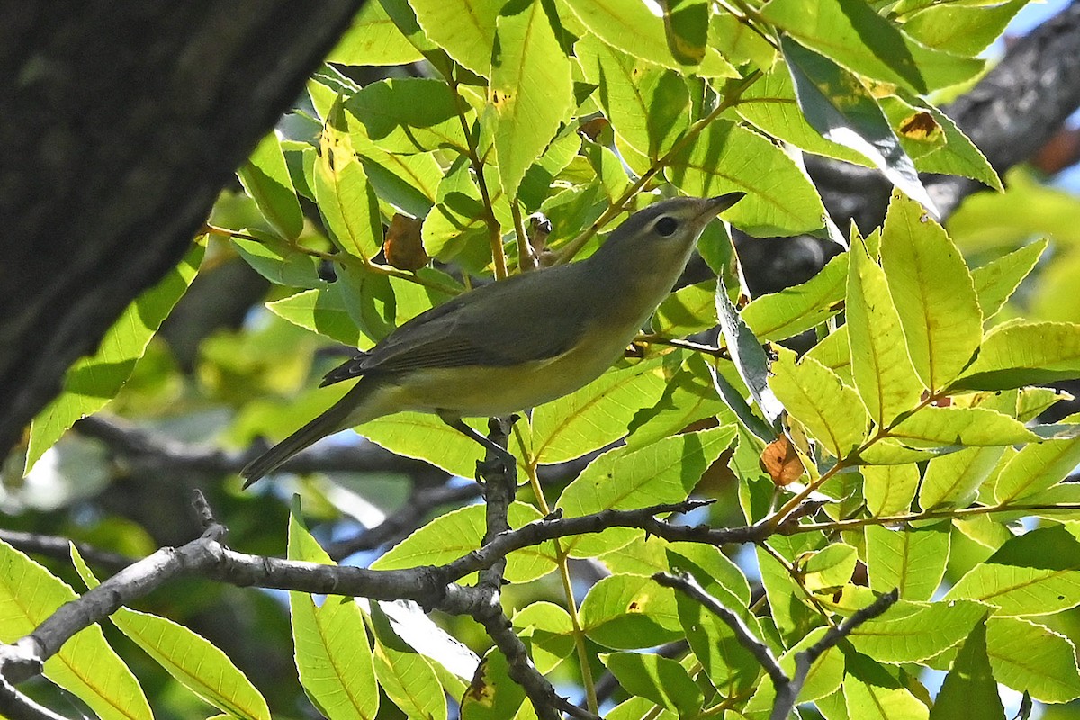 Warbling Vireo (Eastern) - ML642170143