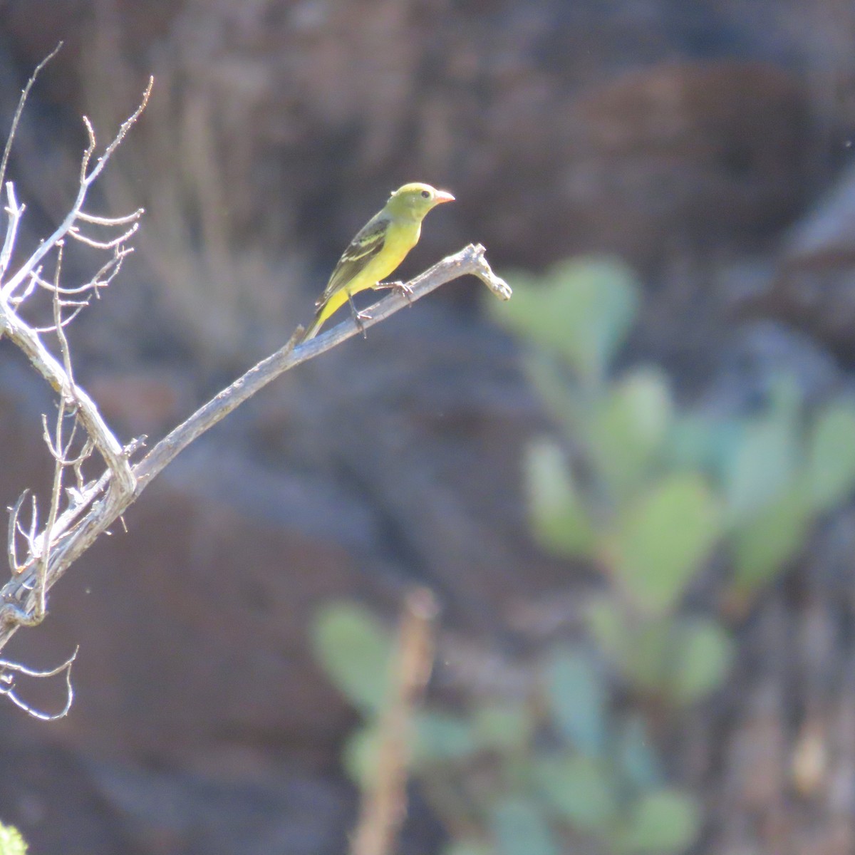 Western Tanager - ML642170144