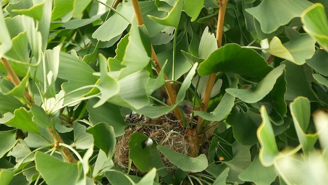 American Goldfinch - ML642170155