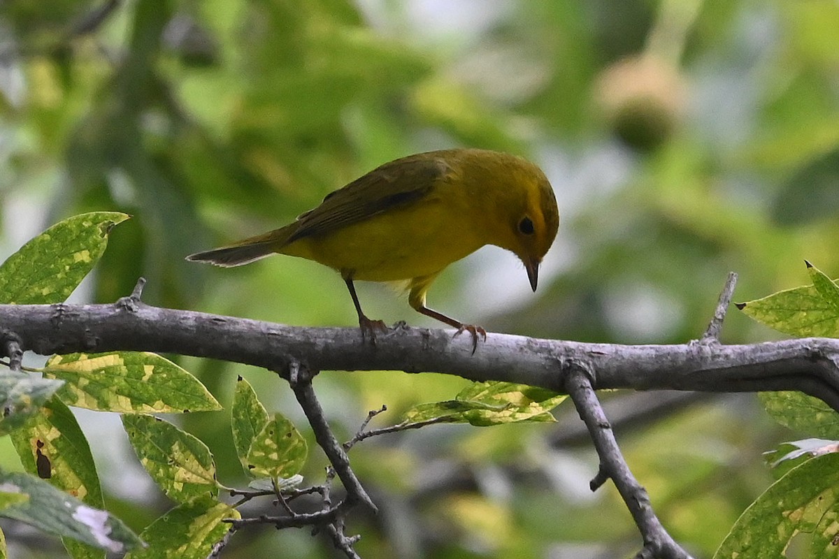Wilson's Warbler - ML642170159
