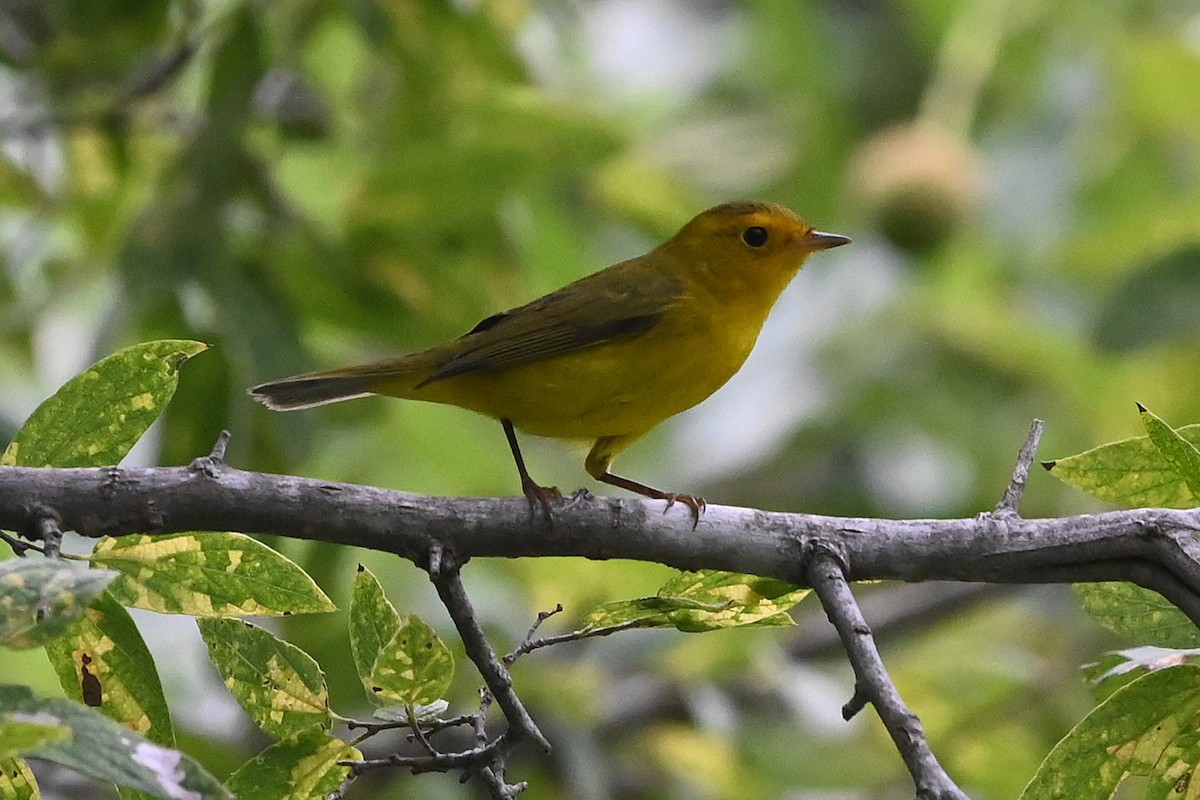 Wilson's Warbler - ML642170160