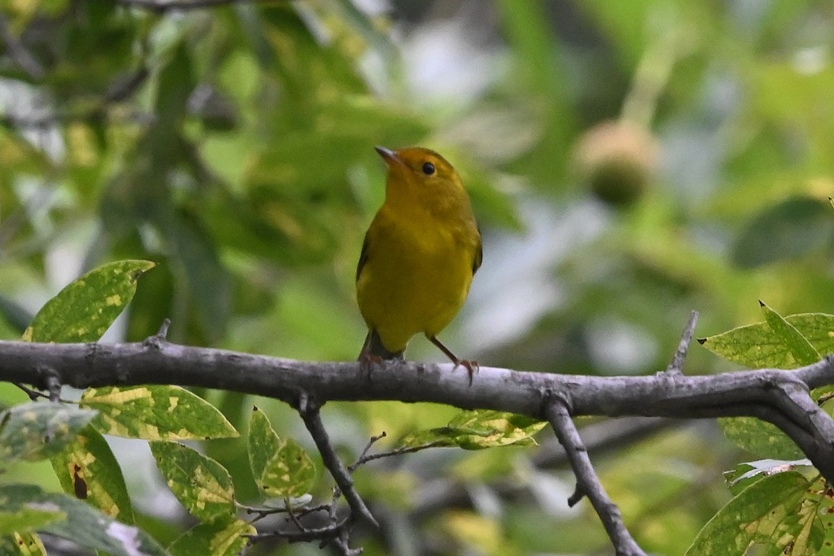 Wilson's Warbler - ML642170161