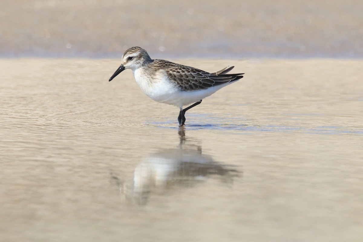 Semipalmated Sandpiper - ML642170202