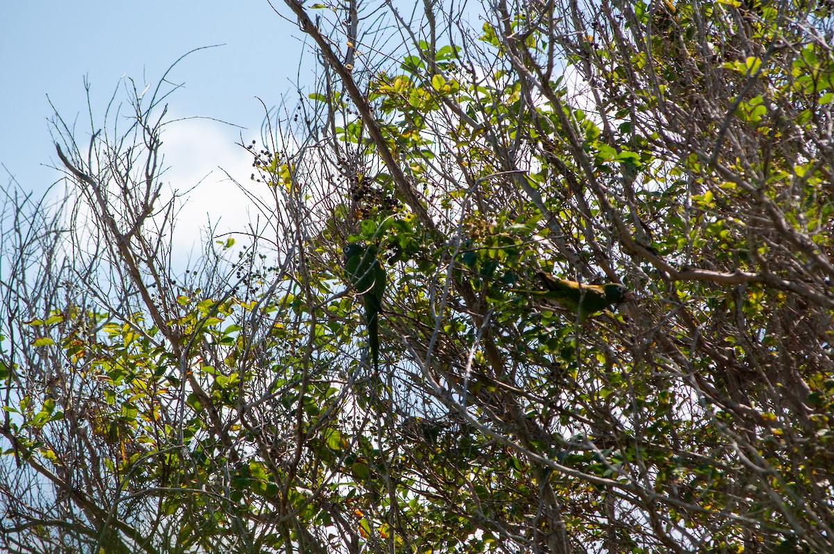 Blue-crowned Parakeet - ML642170216