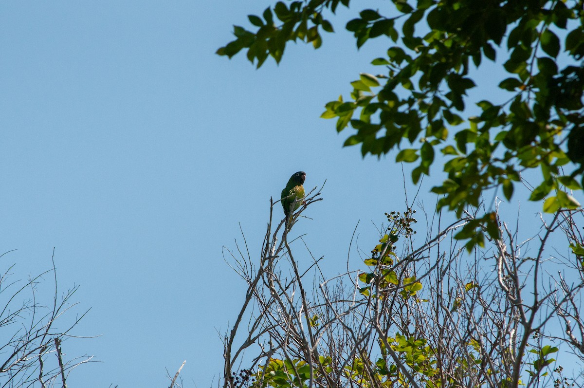 Blue-crowned Parakeet - ML642170217