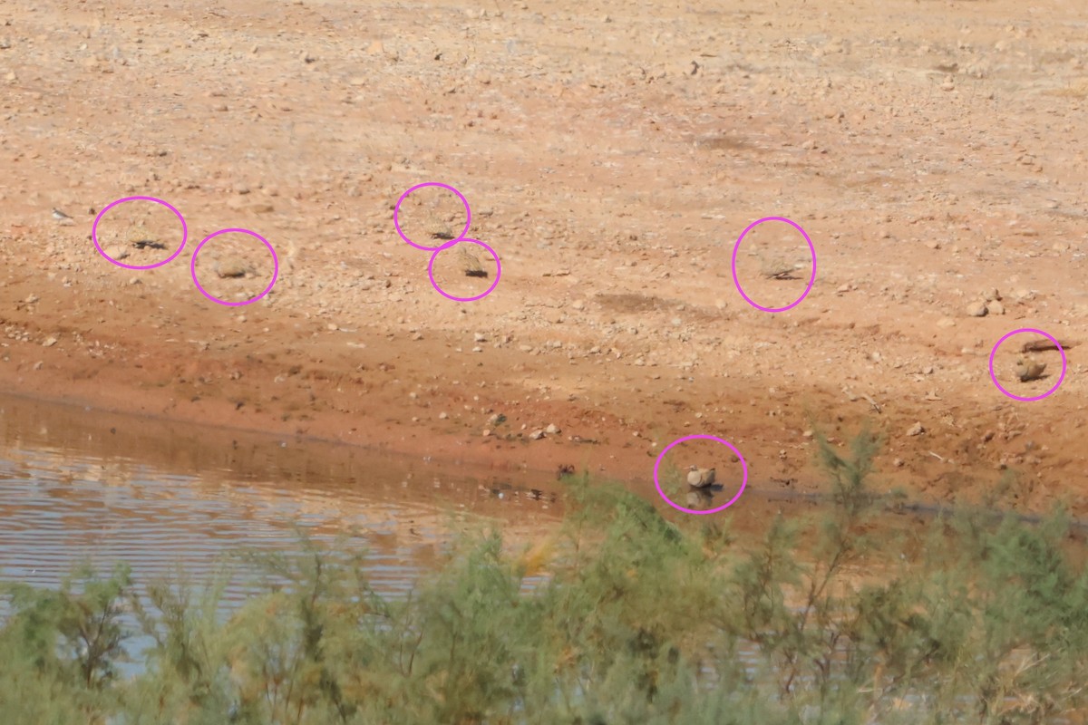 Black-bellied Sandgrouse - ML642170236