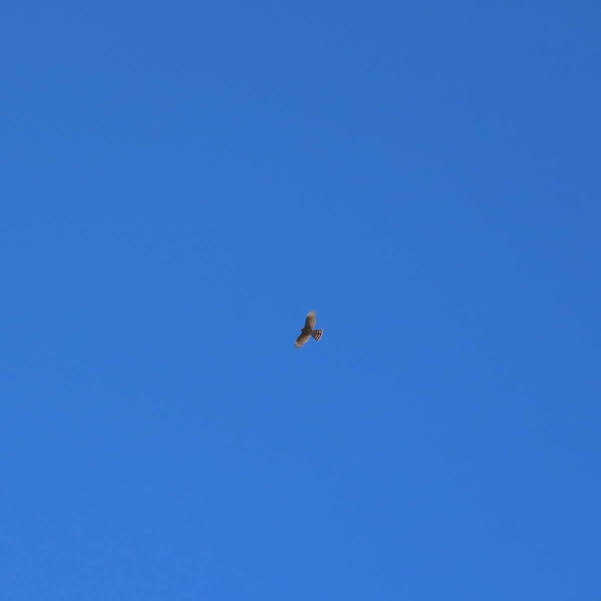Sharp-shinned Hawk - ML642170241