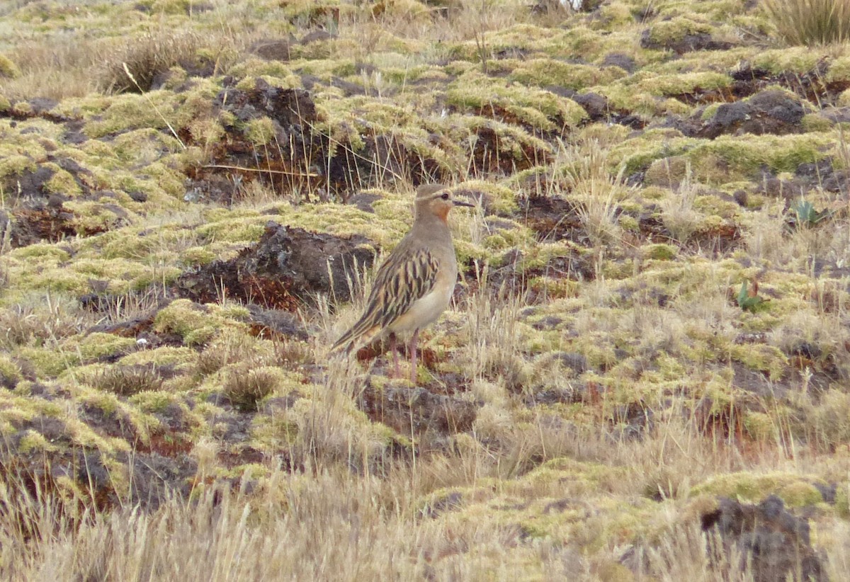Tawny-throated Dotterel - ML642170273