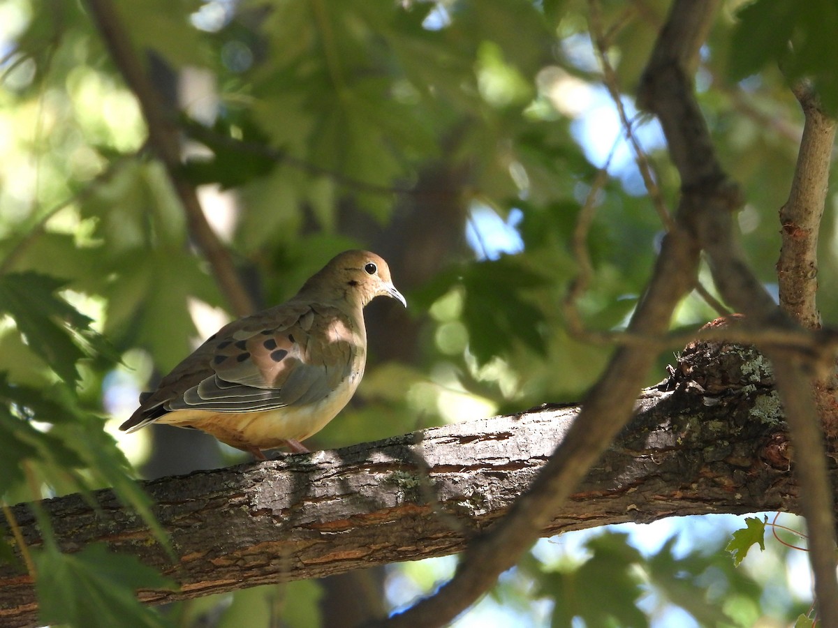 Mourning Dove - ML642170276