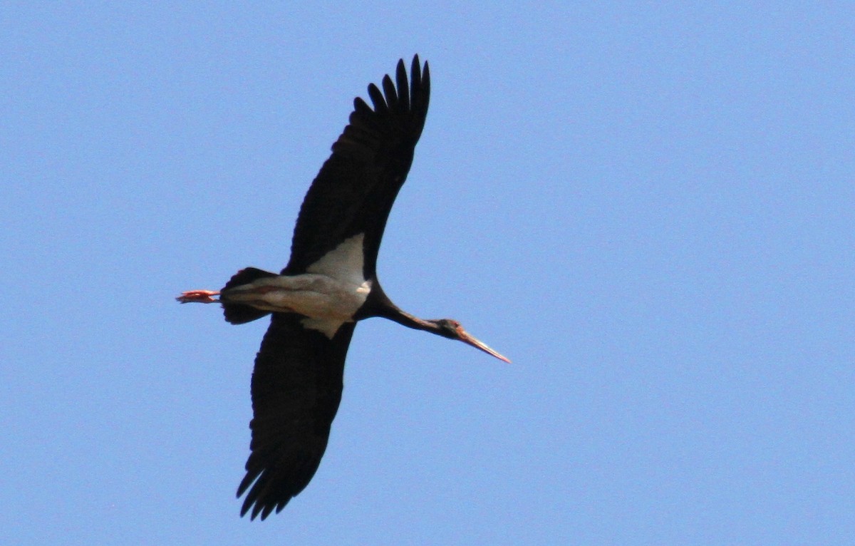 Black Stork - ML642170279