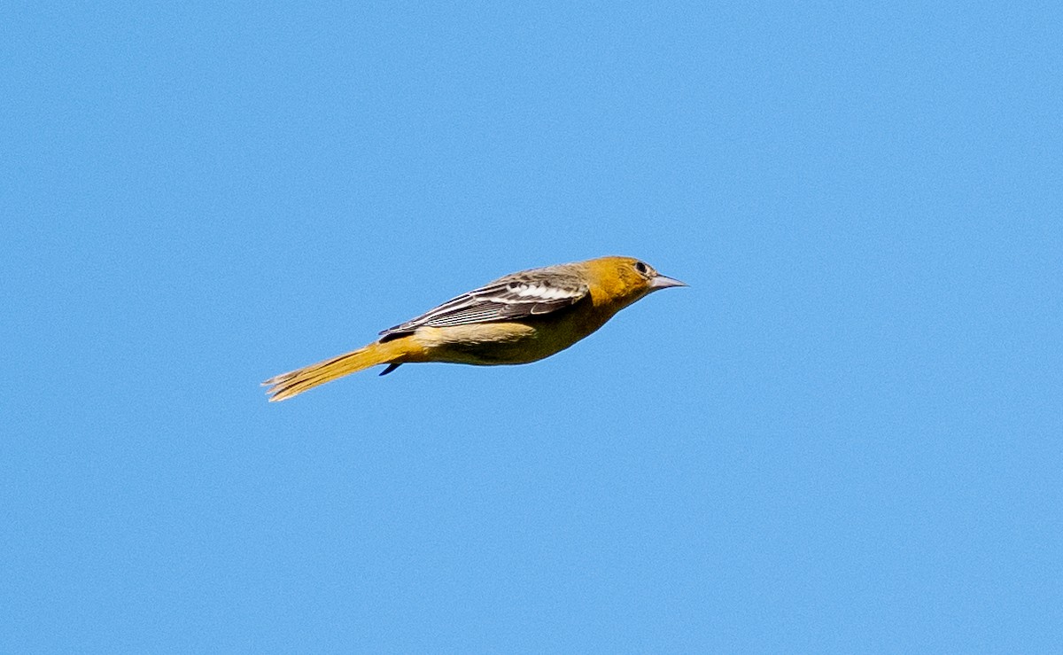 Baltimore Oriole - ML642170303