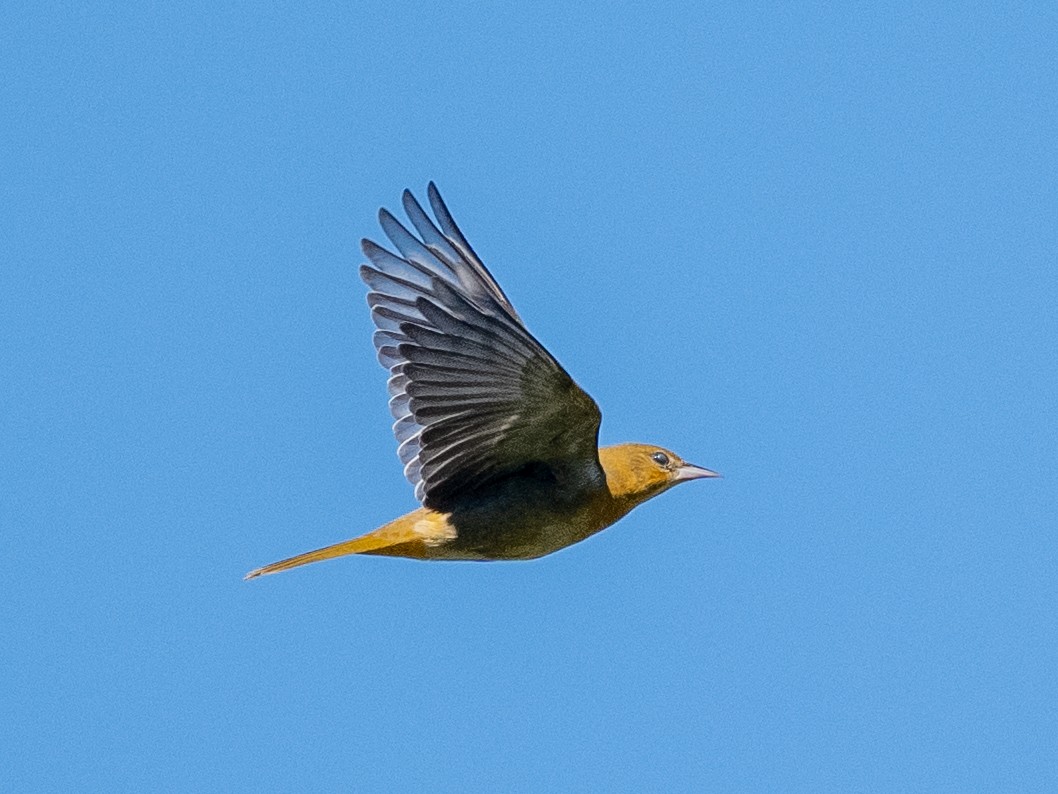 Baltimore Oriole - ML642170317